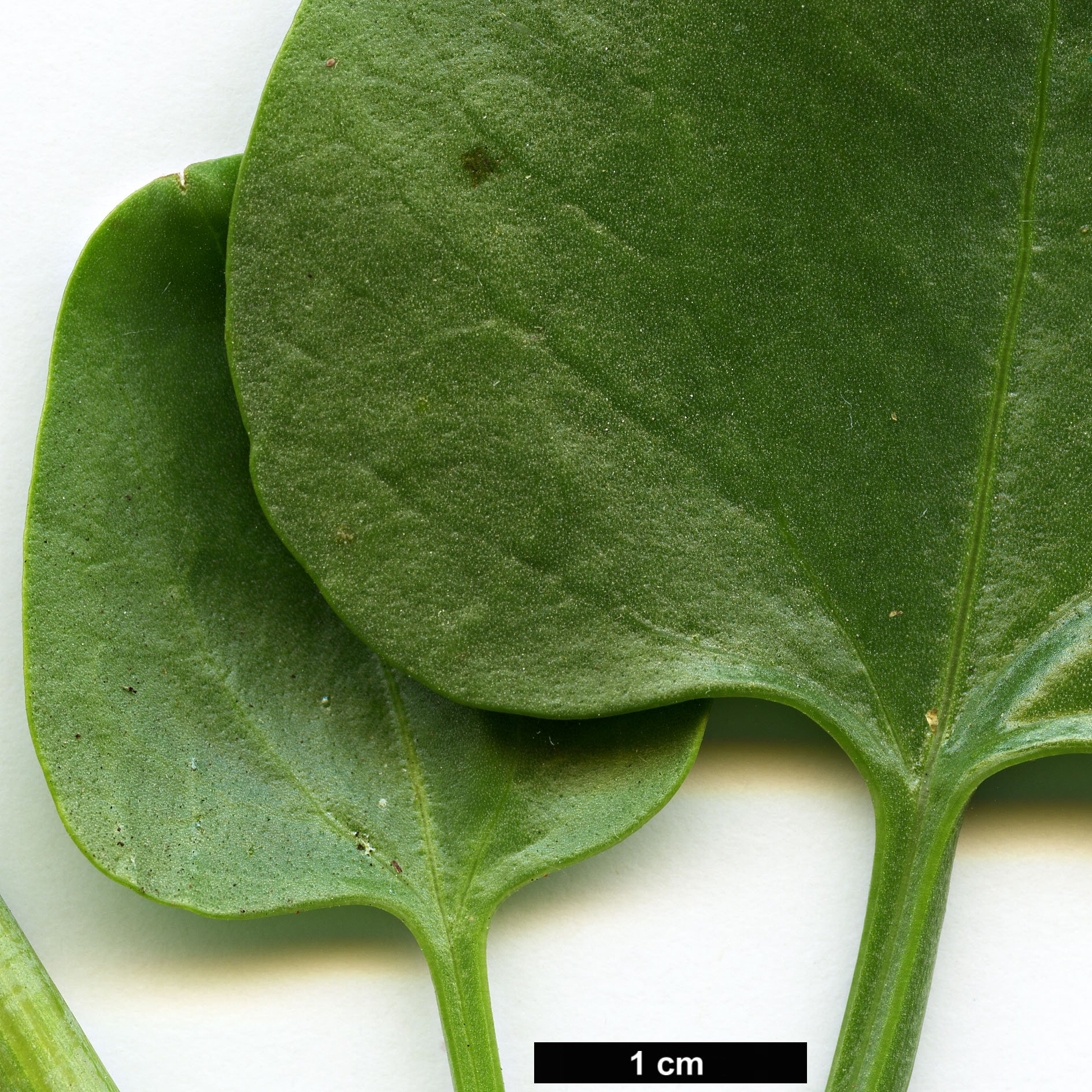 High resolution image: Family: Polygonaceae - Genus: Rumex - Taxon: lunaria